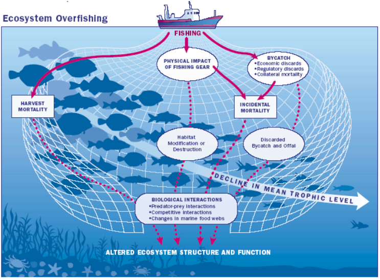 About Overfishing